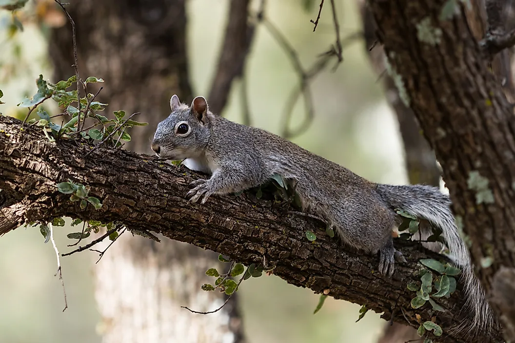 The western grey squirrel